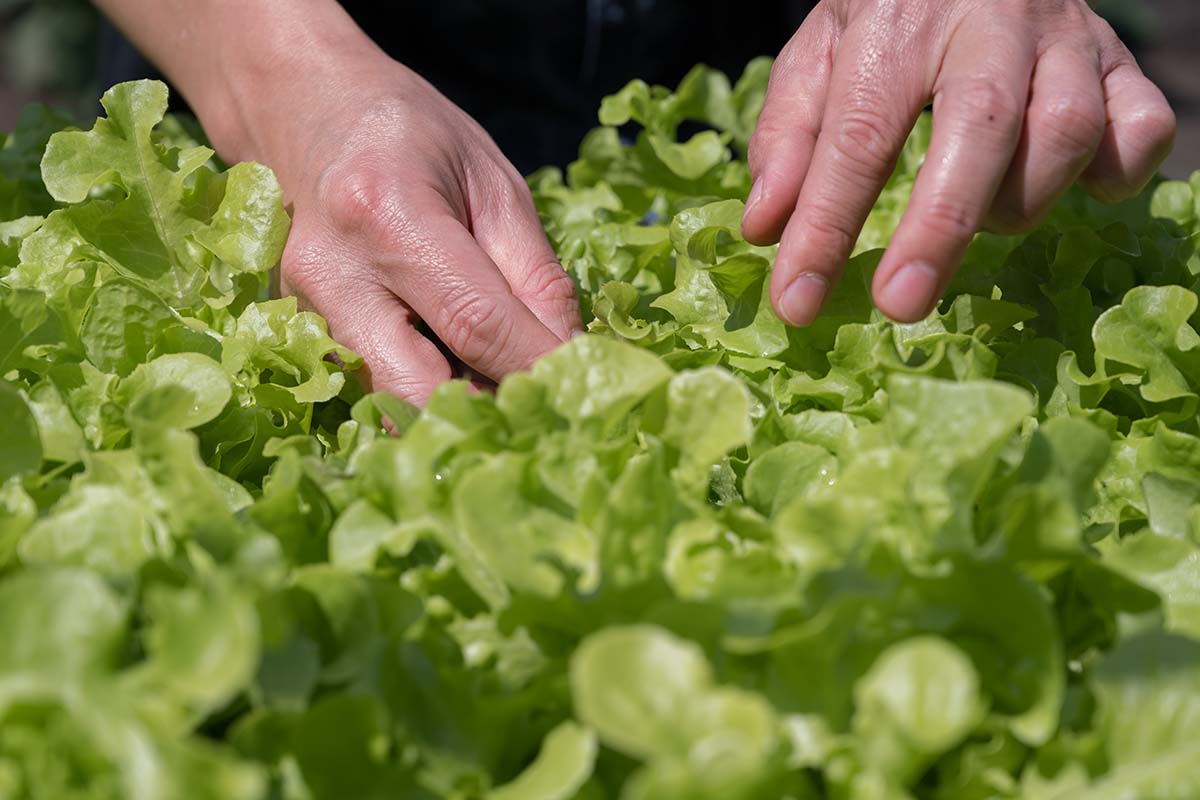 How To Pick Lettuce From The Garden Storables