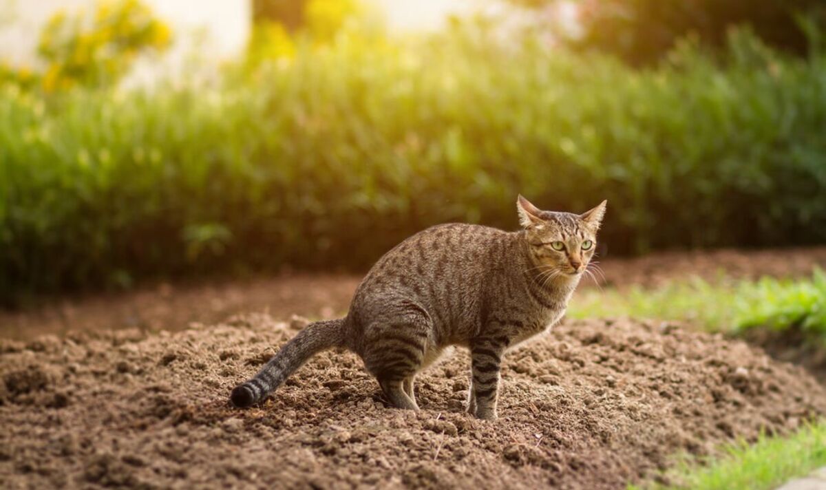 How To Stop Cats From Pooping In Garden Storables