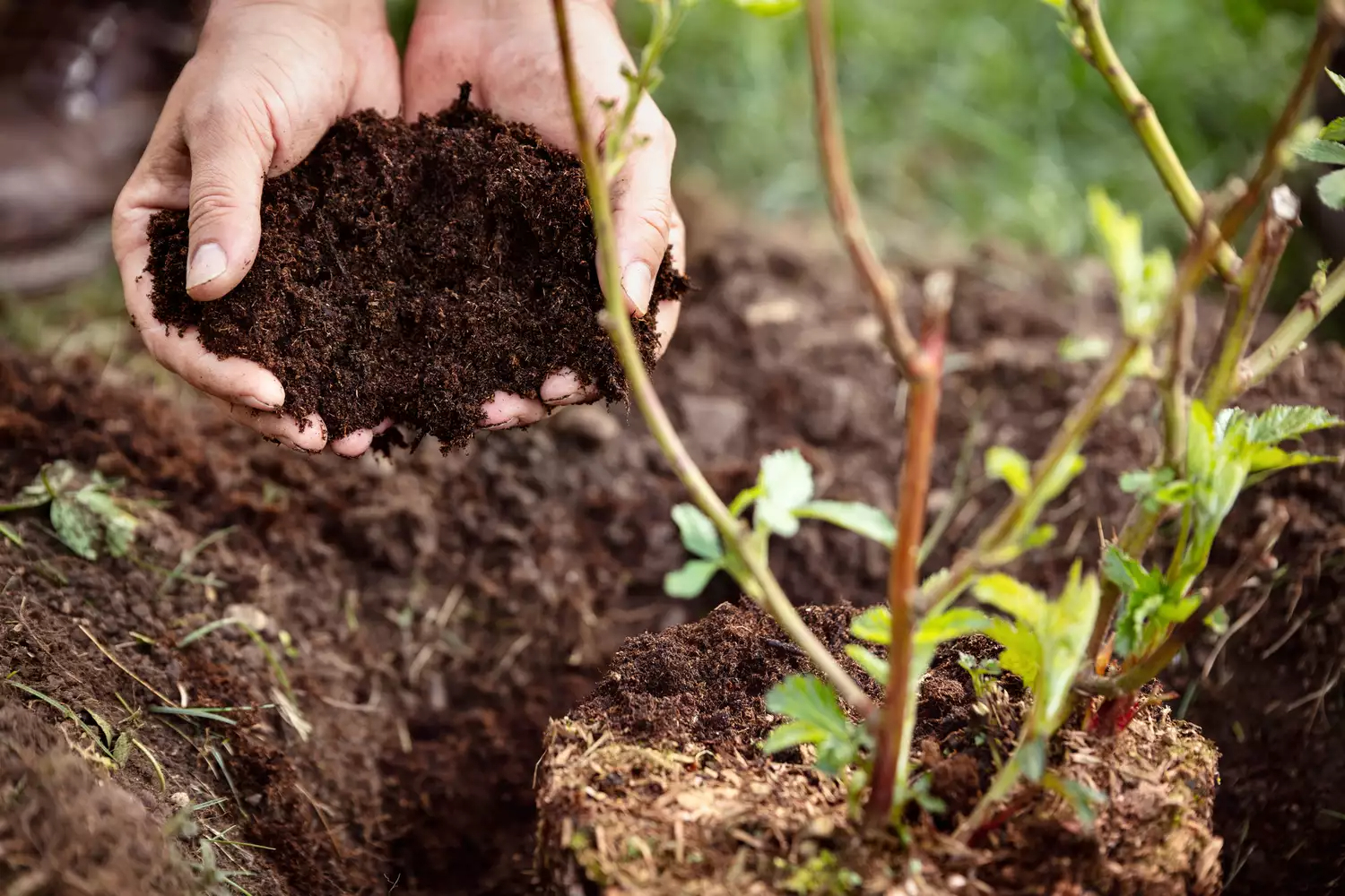 How To Use Compost In The Garden Storables