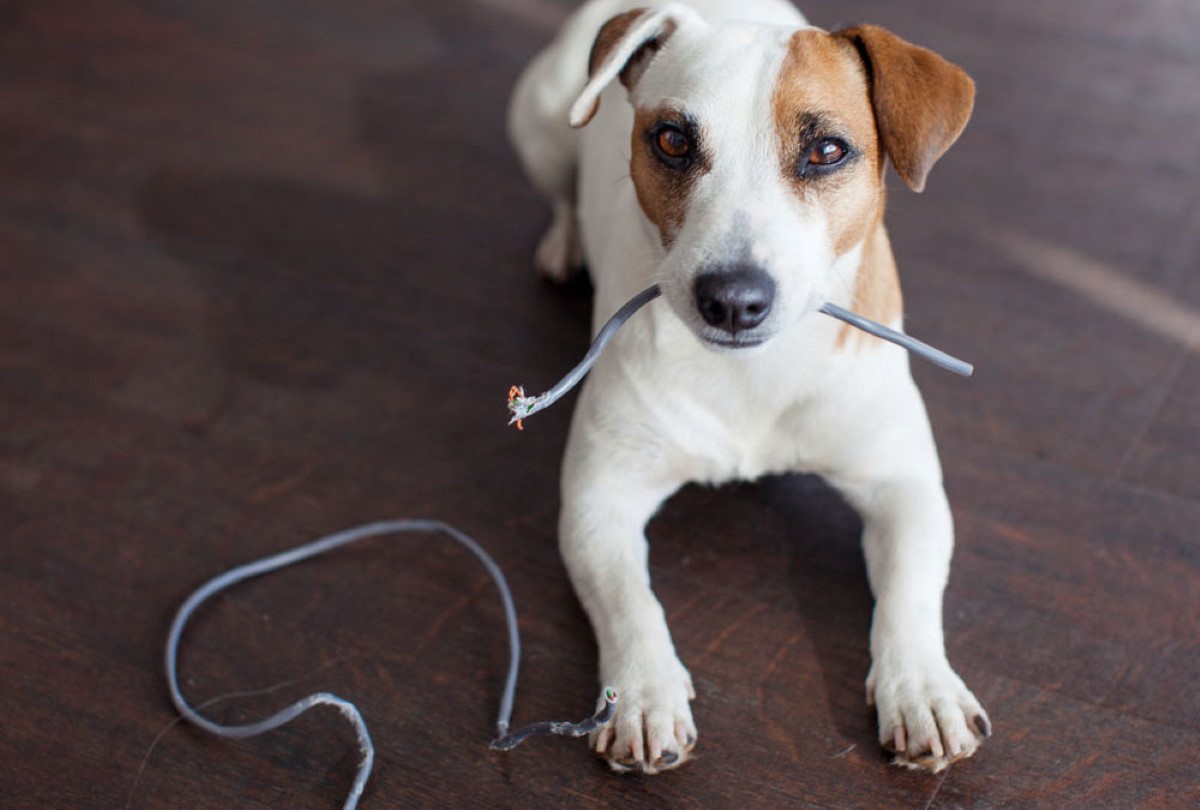 What Can I Put On An Electrical Cord To Keep Puppy From Biting Storables