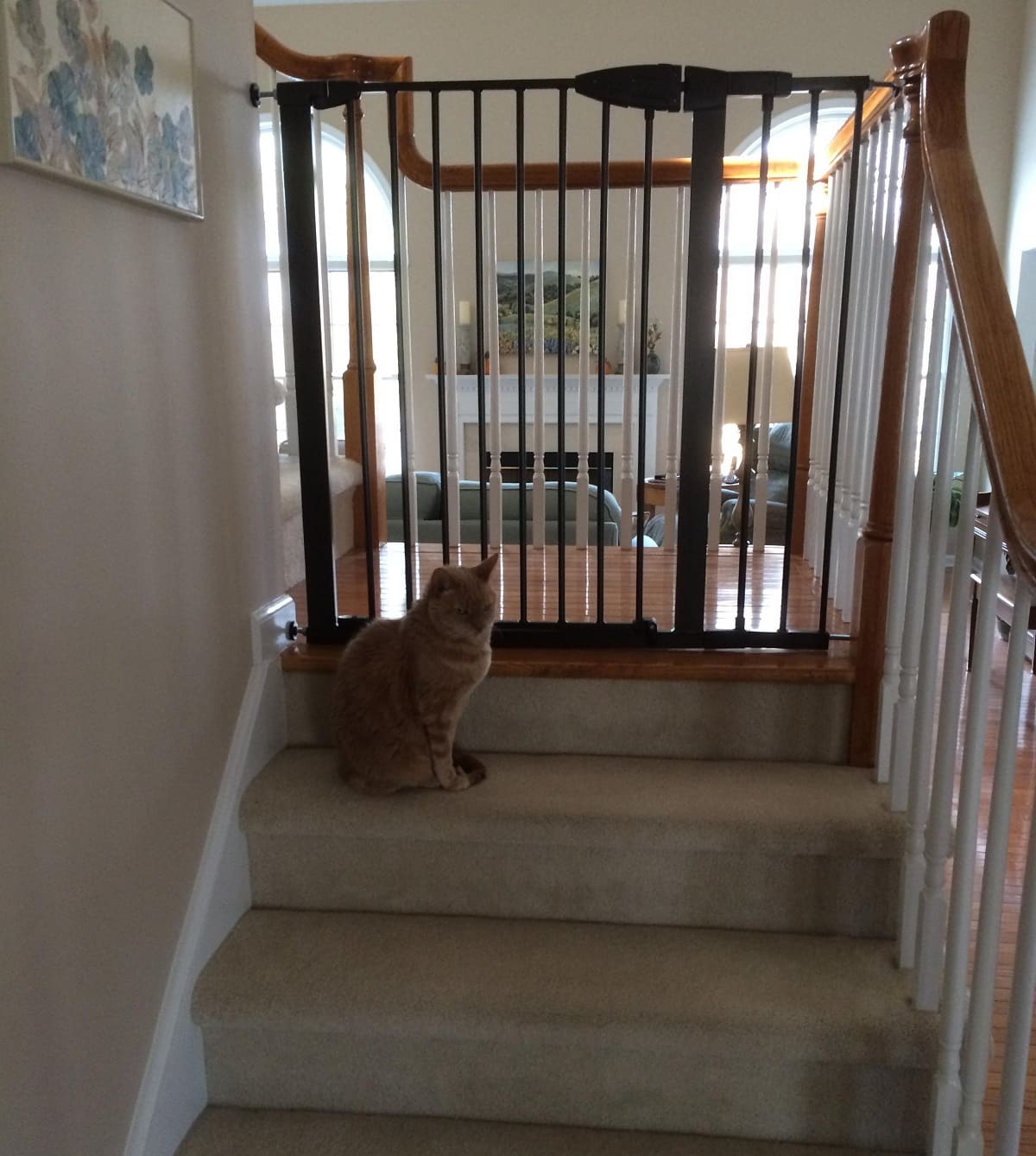 How To Block Cats From Stairs Storables