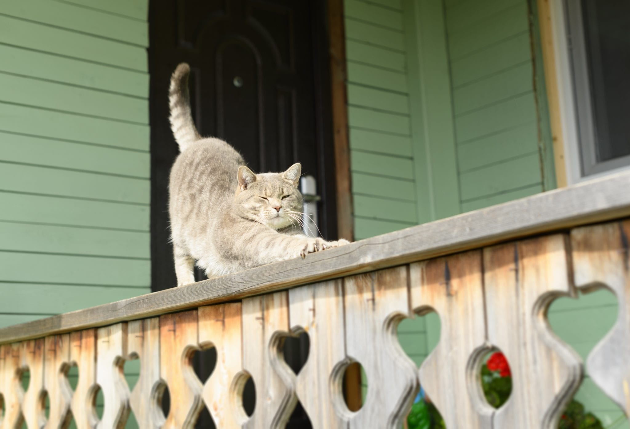 How To Keep Stray Cats From Peeing On My Porch Storables