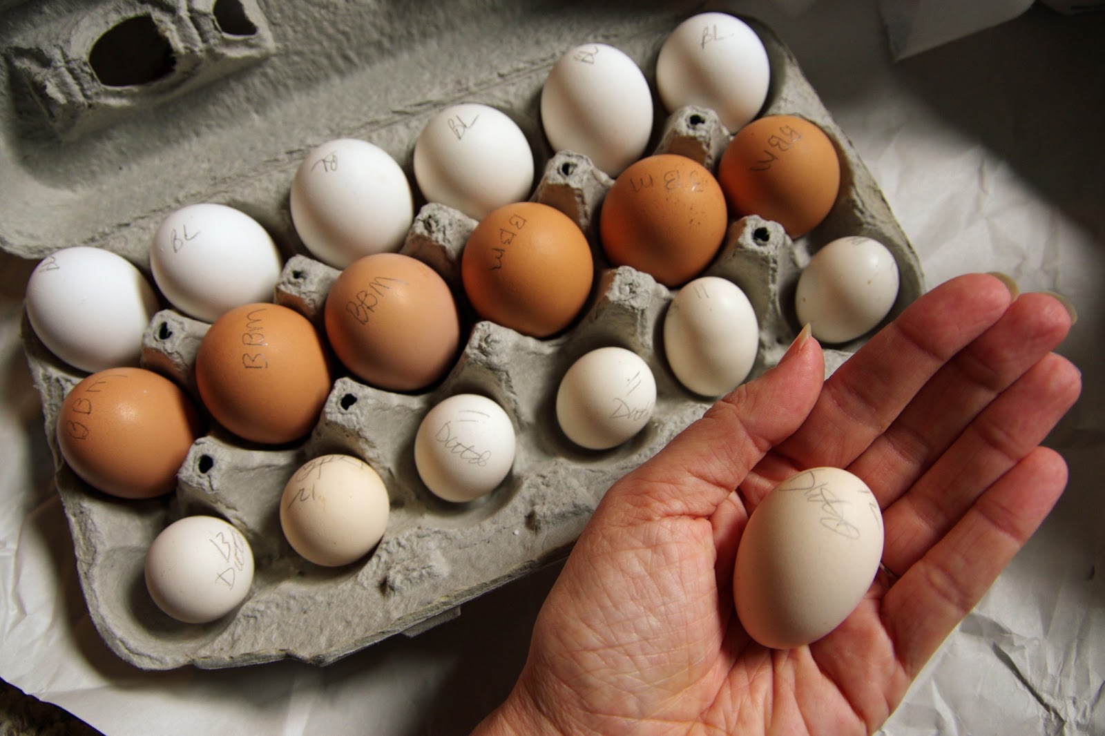 How To Store Hatching Eggs Storables