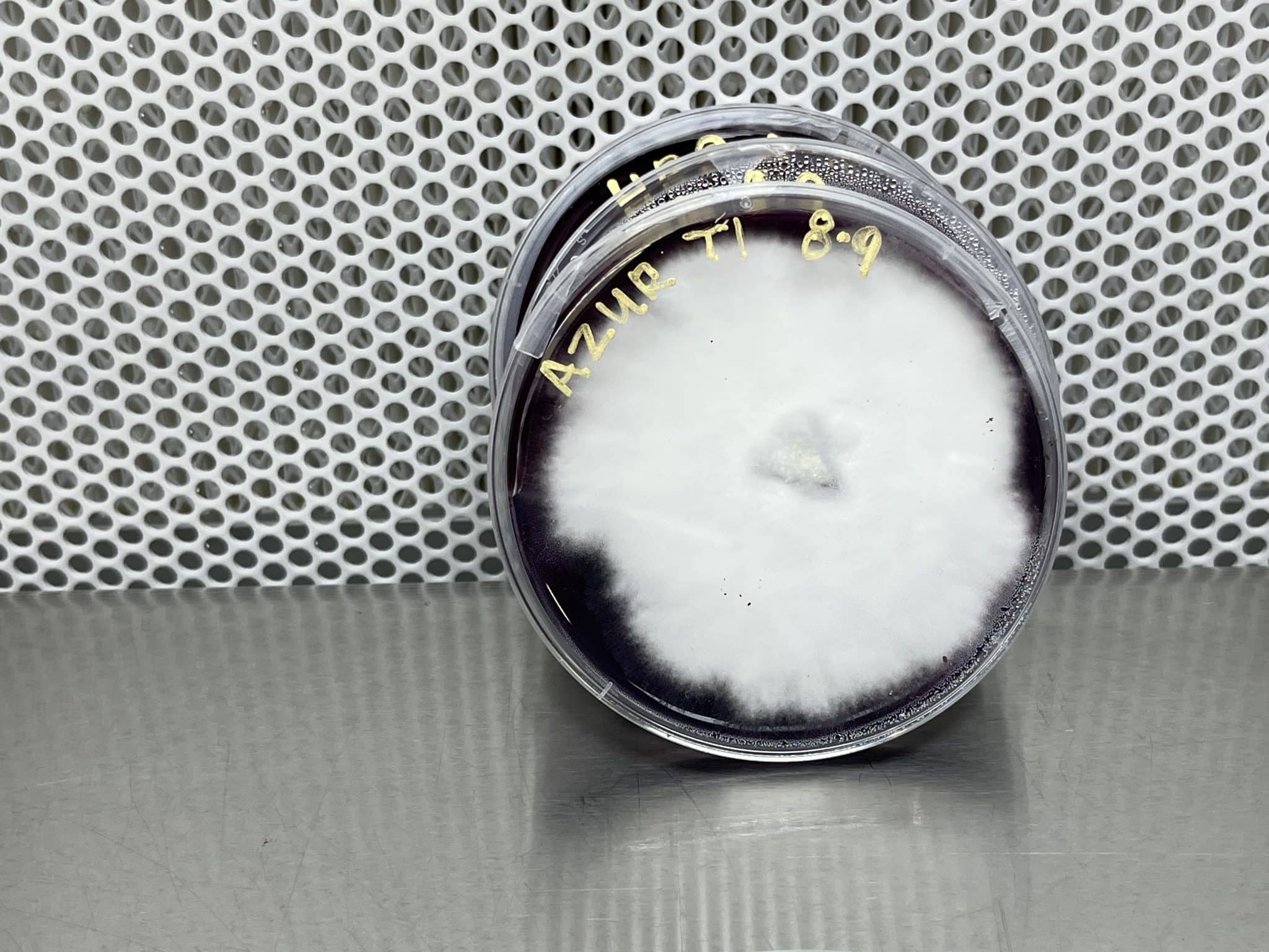 How To Store Inoculated Agar Plates Storables