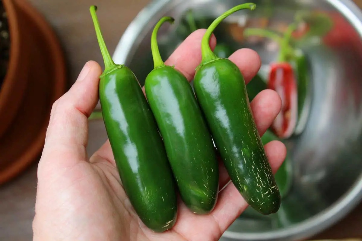 How To Store Jalapenos Storables