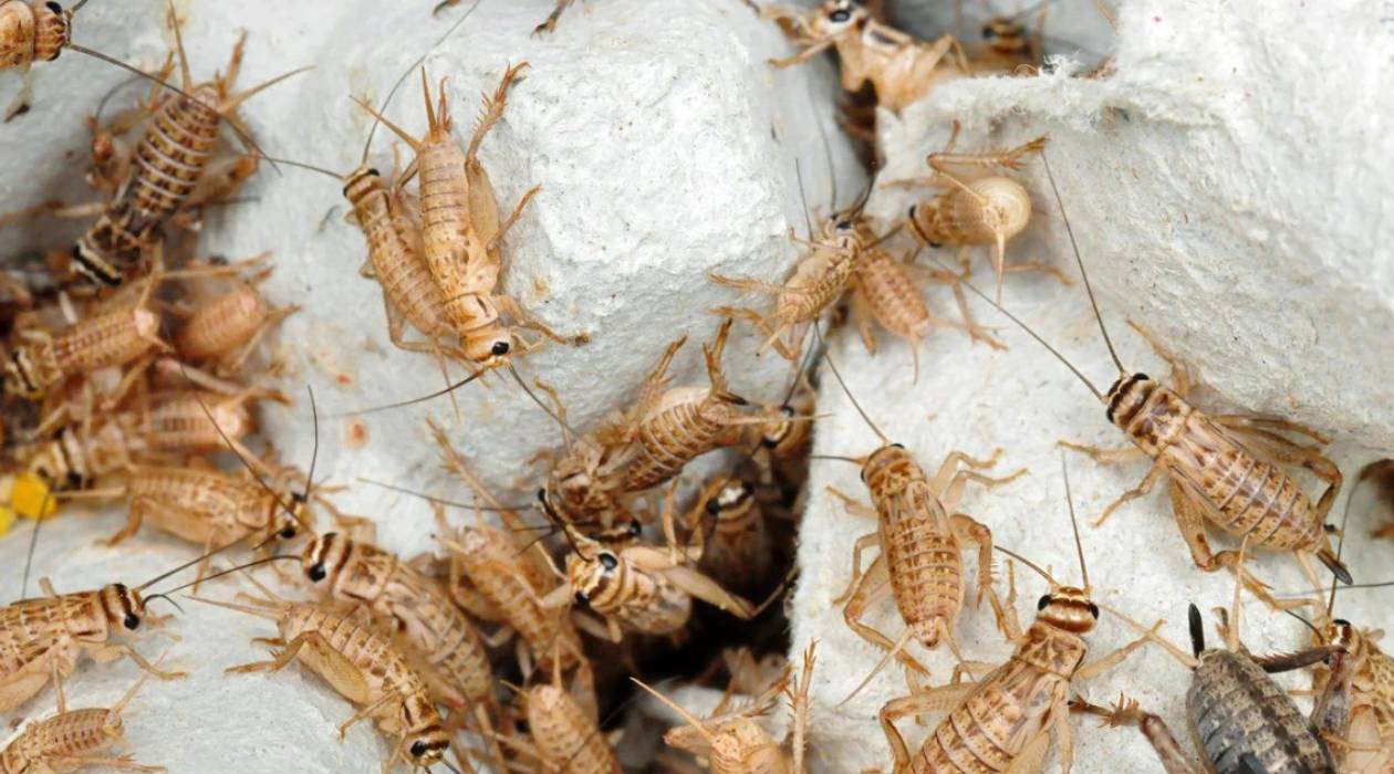 How To Store Live Crickets Storables