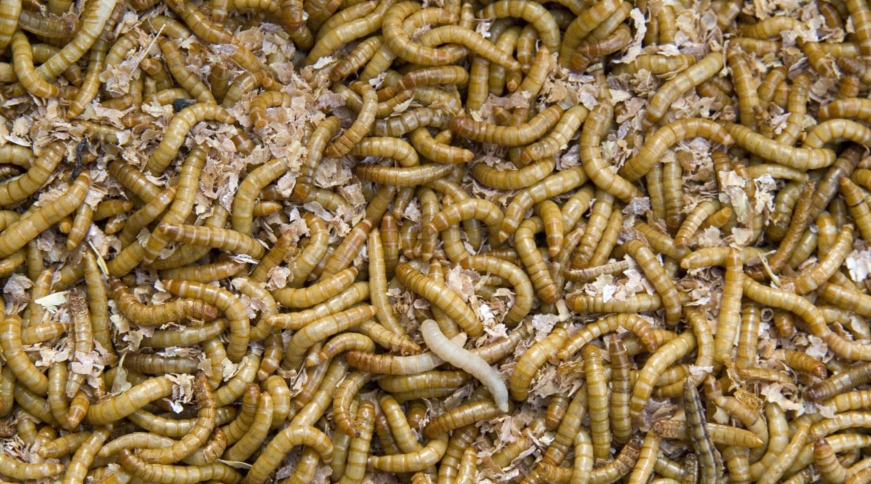 How To Store Live Mealworms Storables