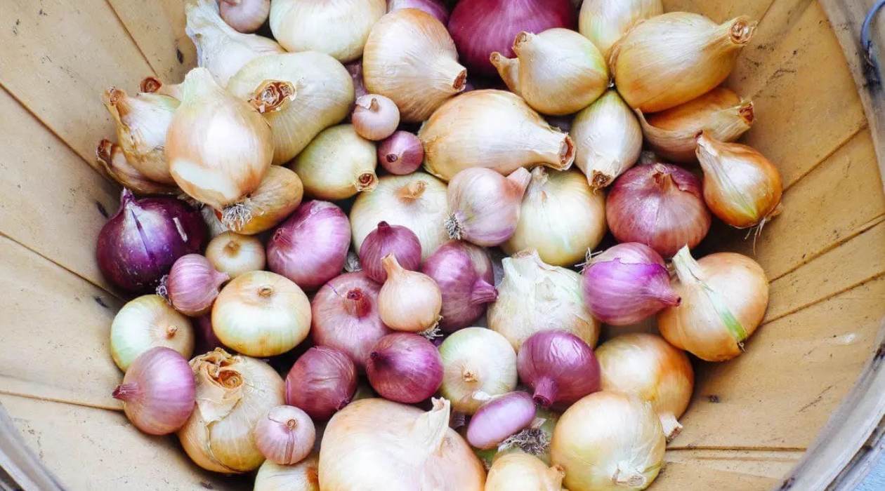 How To Store Onion Sets Storables