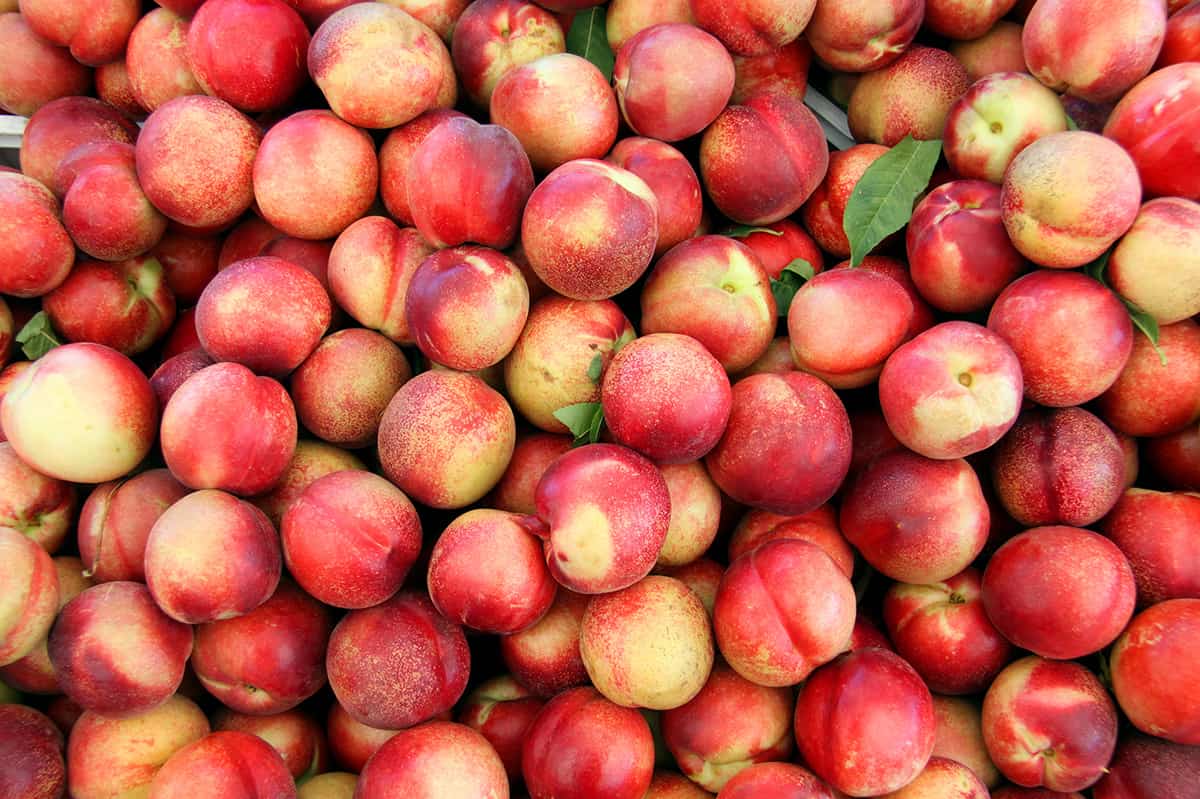 How To Store Peaches And Nectarines Storables