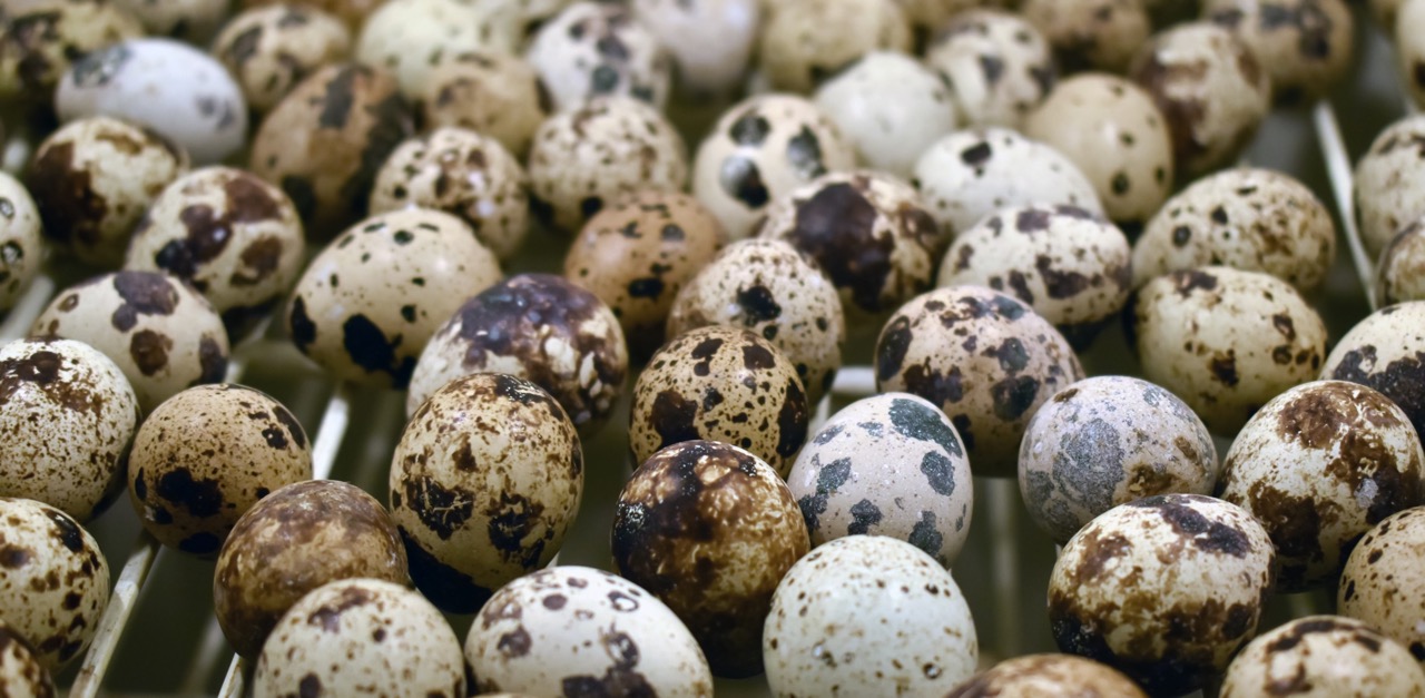 How To Store Quail Eggs Storables
