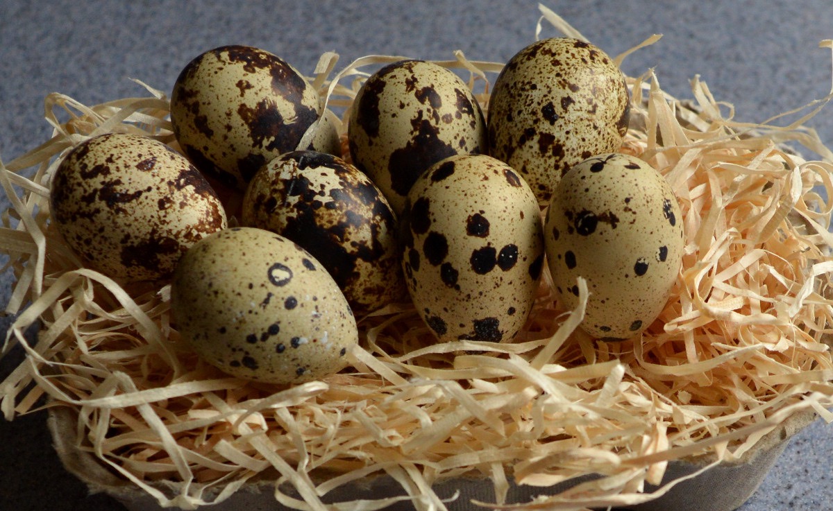 How To Store Quail Eggs For Hatching Storables