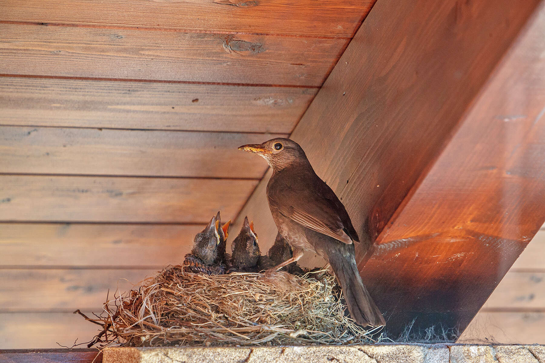 What Will Keep Birds From Nesting On My Porch Storables