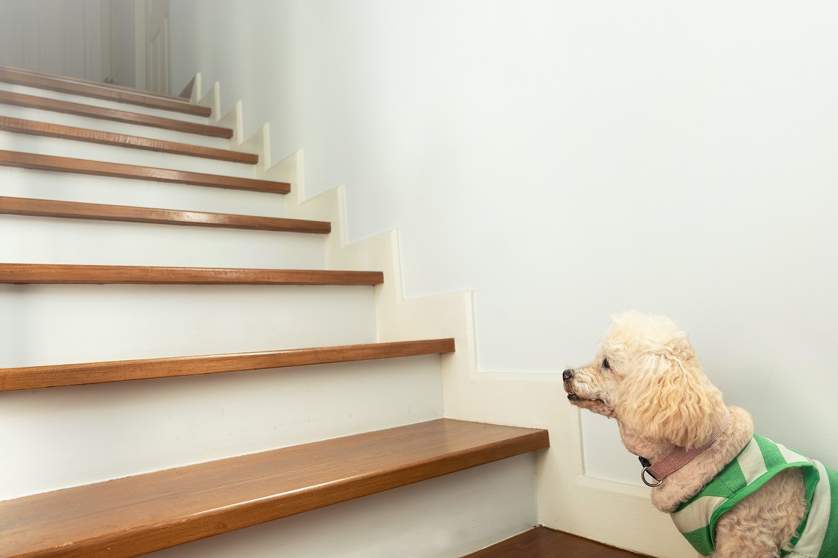 Why Is My Dog Scared Of Stairs Storables