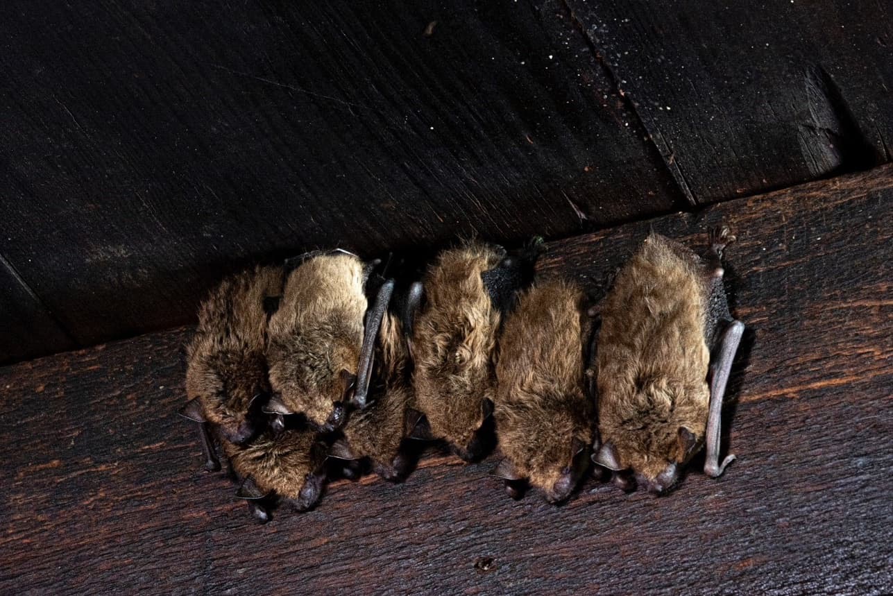 How Can You Tell If You Have Bats In Your Attic Storables