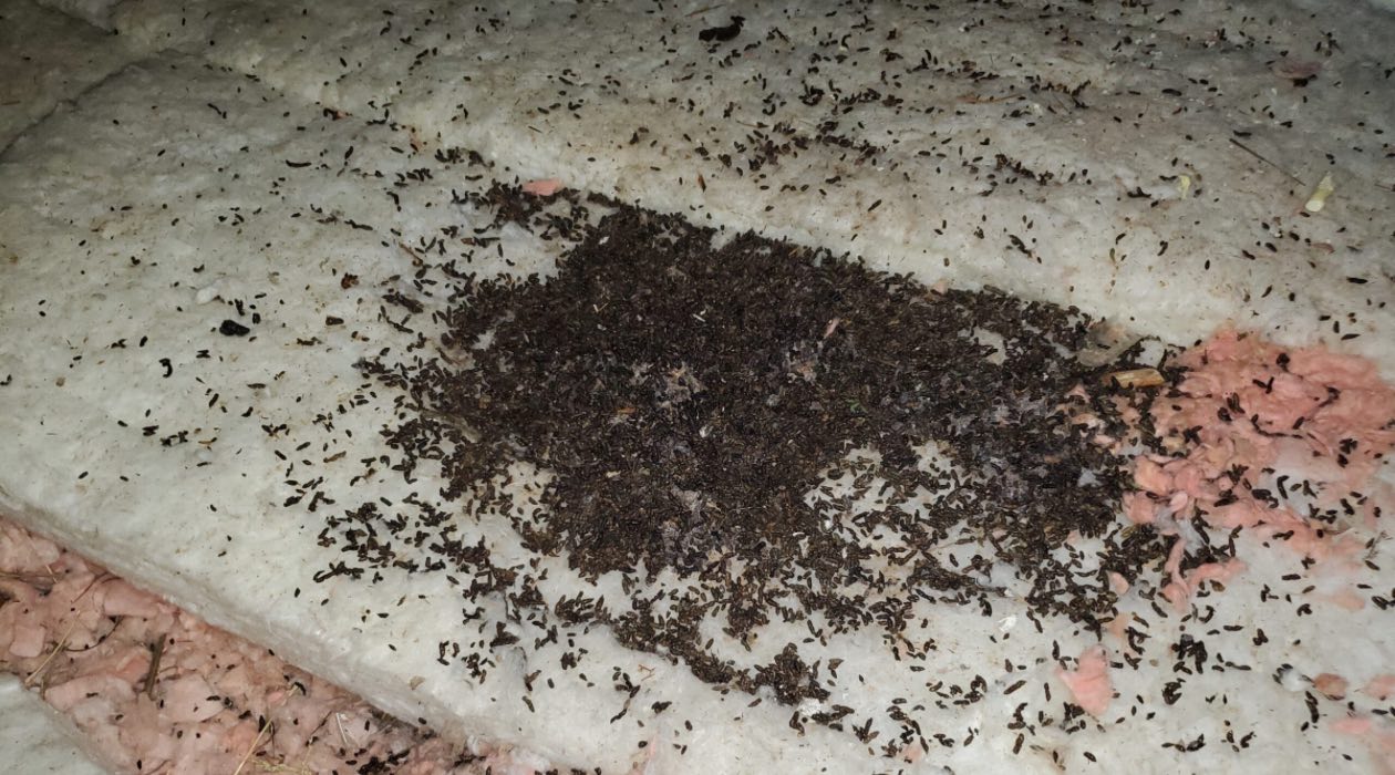 How To Clean Bat Poop In Attic Storables