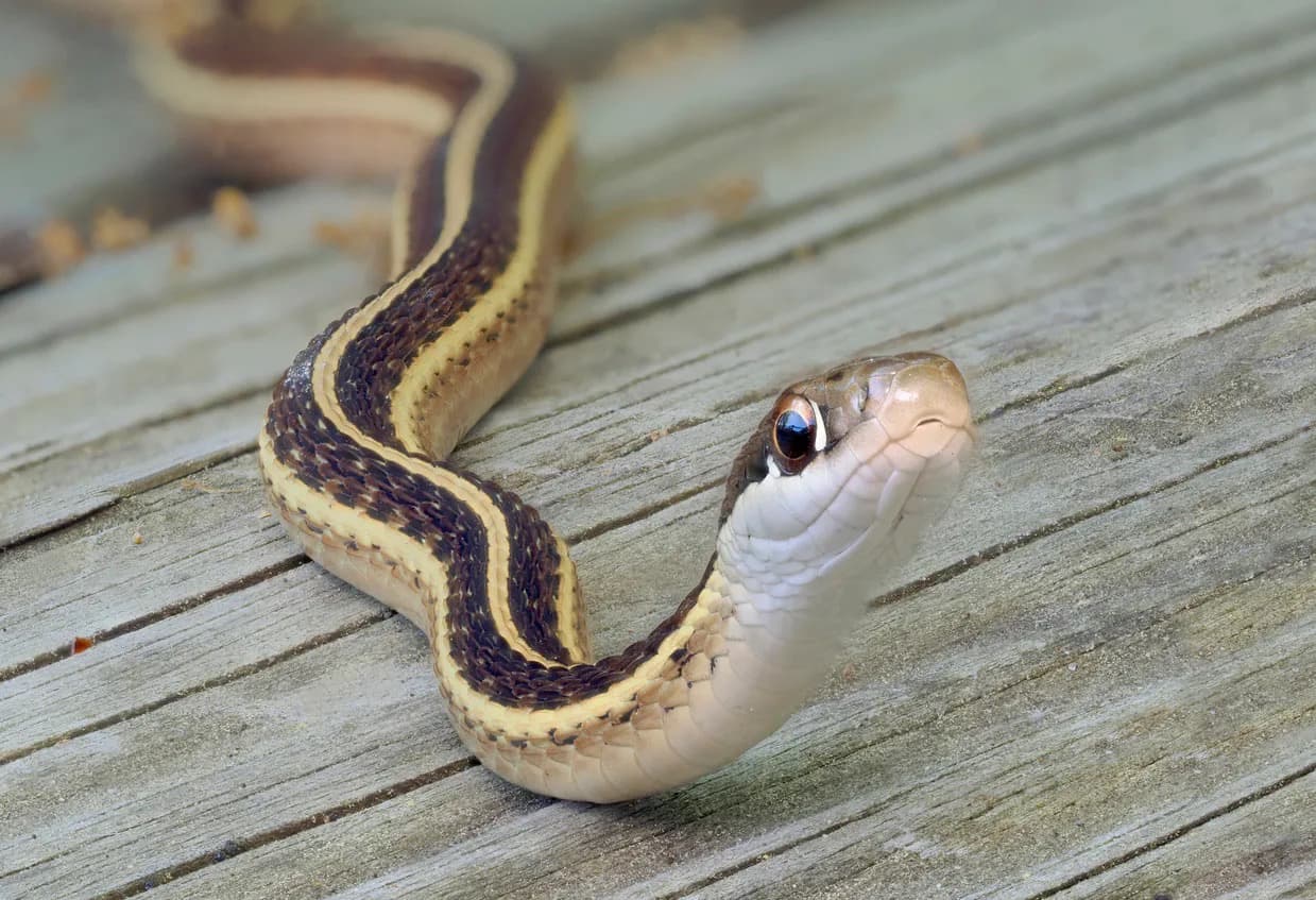 How To Get Rid Of Snakes In The Attic Storables