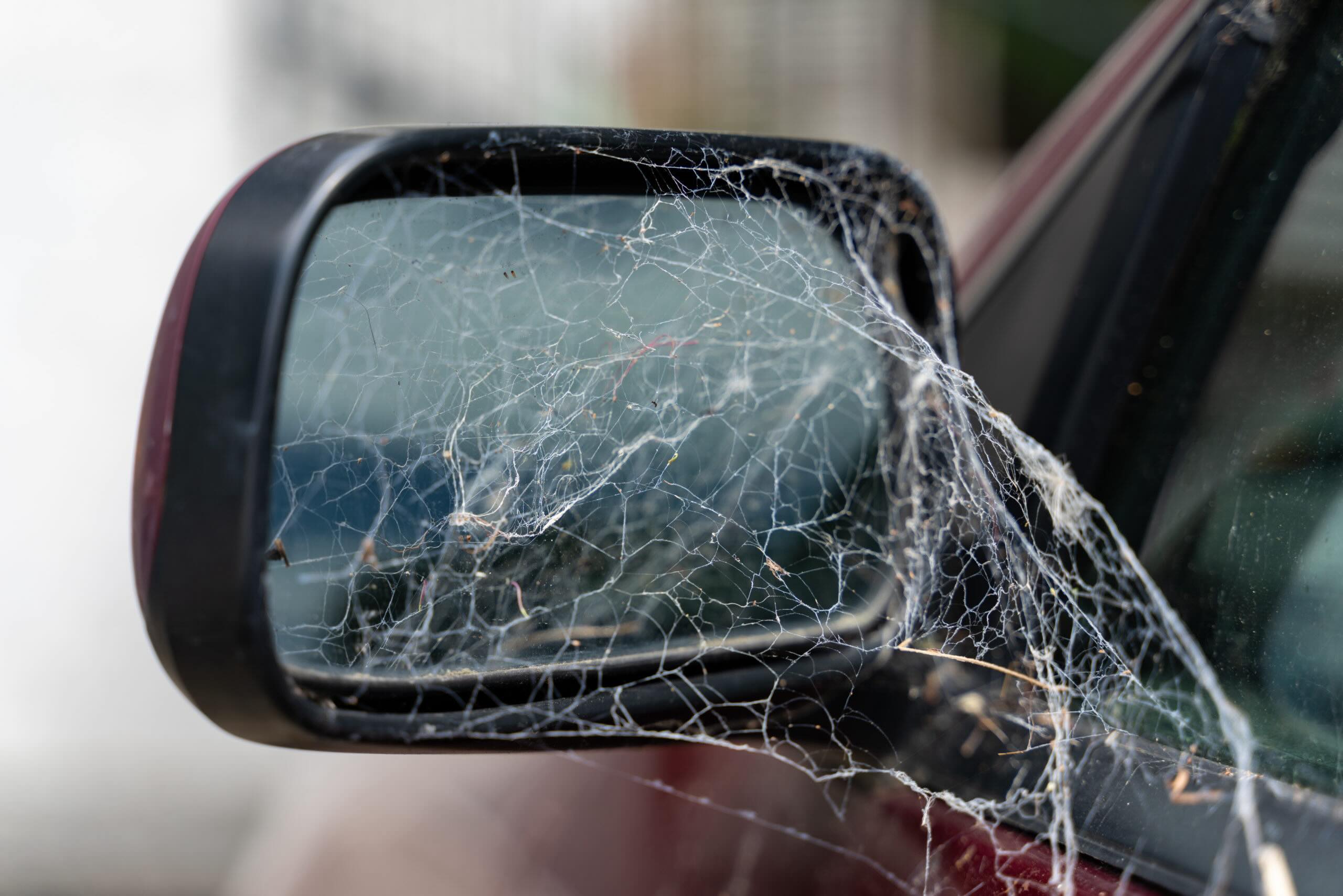 How To Keep Spiders Out Of Car Mirrors Storables