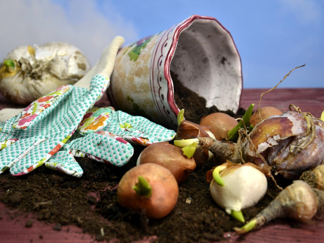 How To Store Bulbs After They Bloom Storables