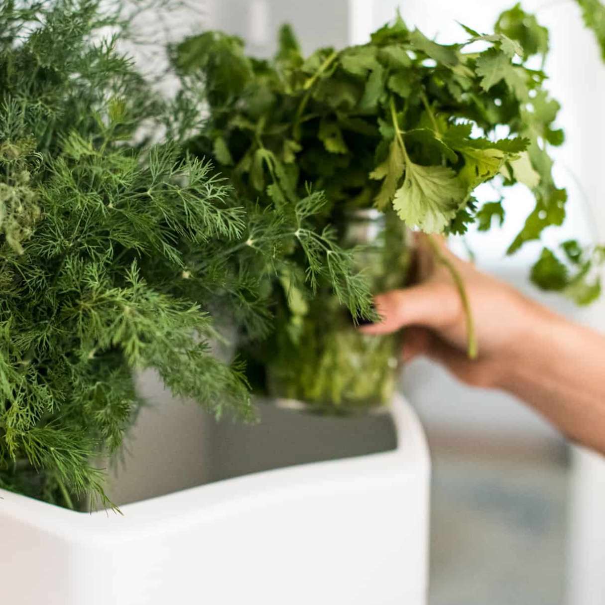 How To Store Thyme In Fridge Storables