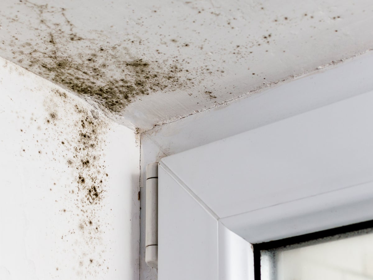 What Does Mold Look Like On Ceiling Storables