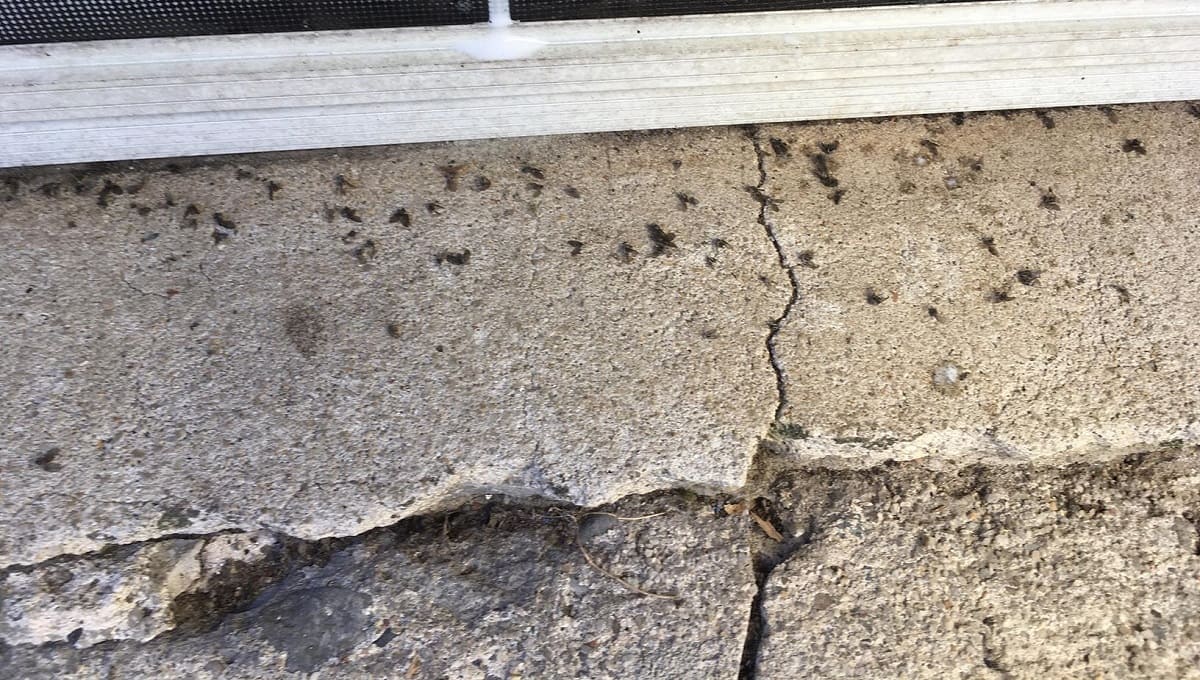 Why Do I Have Flies In My Basement Storables