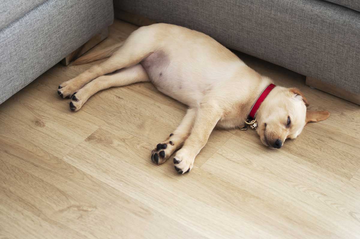 Why Does My Dog Prefer To Sleep On The Floor Storables