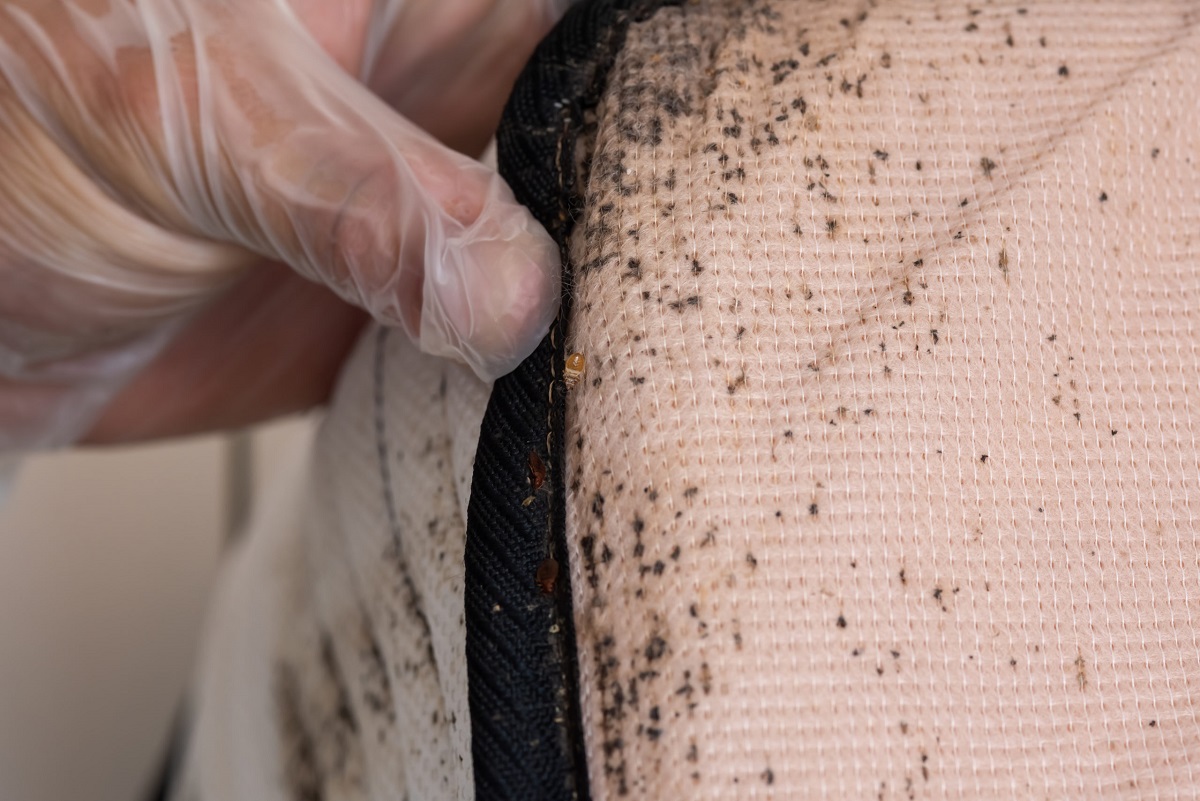 How Do You Check For Bed Bugs Storables