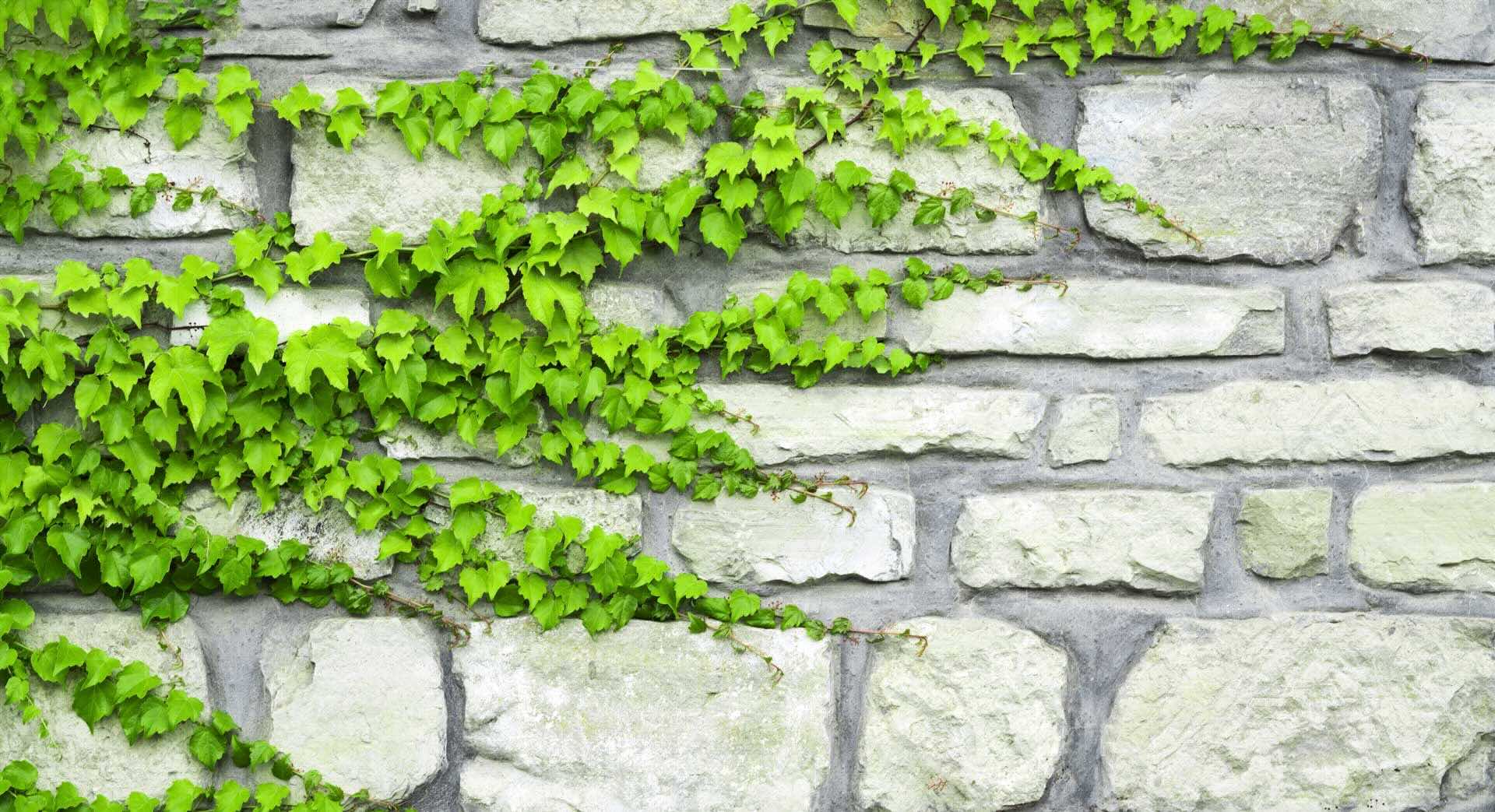 How Do You Hang Greenery On Brick? Storables