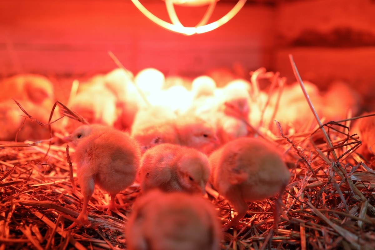 How Long Do Chickens Need To Be Under A Heat Lamp Storables