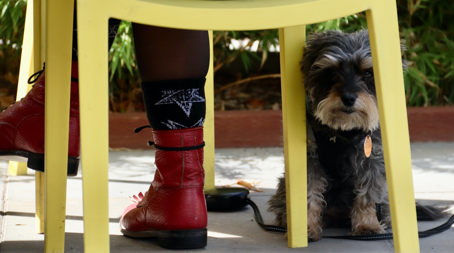 How To Get A Dog To Stop Peeing On A Patio Storables