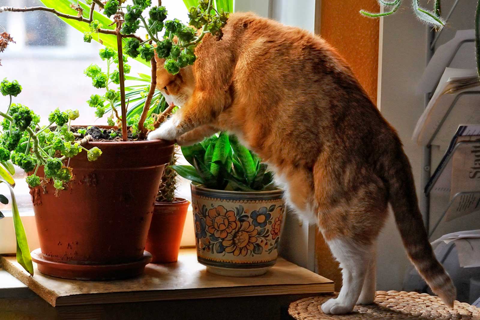 How To Give Cats Greenery Storables