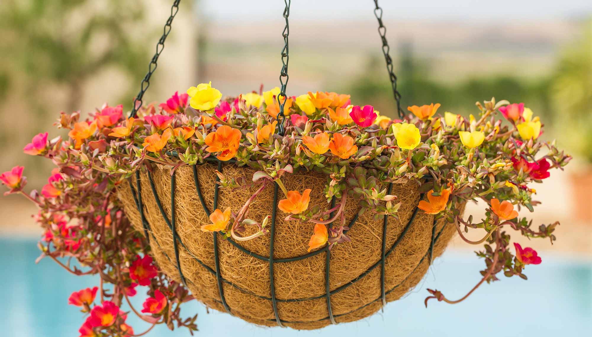 How To Keep Hanging Baskets From Drying Out Storables