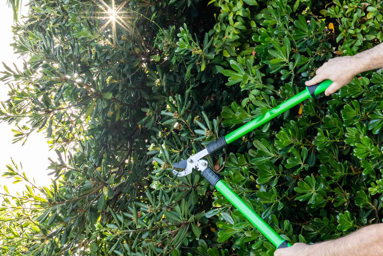 How To Trim Greenery Bushes Storables