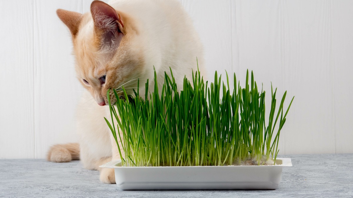 How Long Does Cat Grass Need To Germinate? Storables