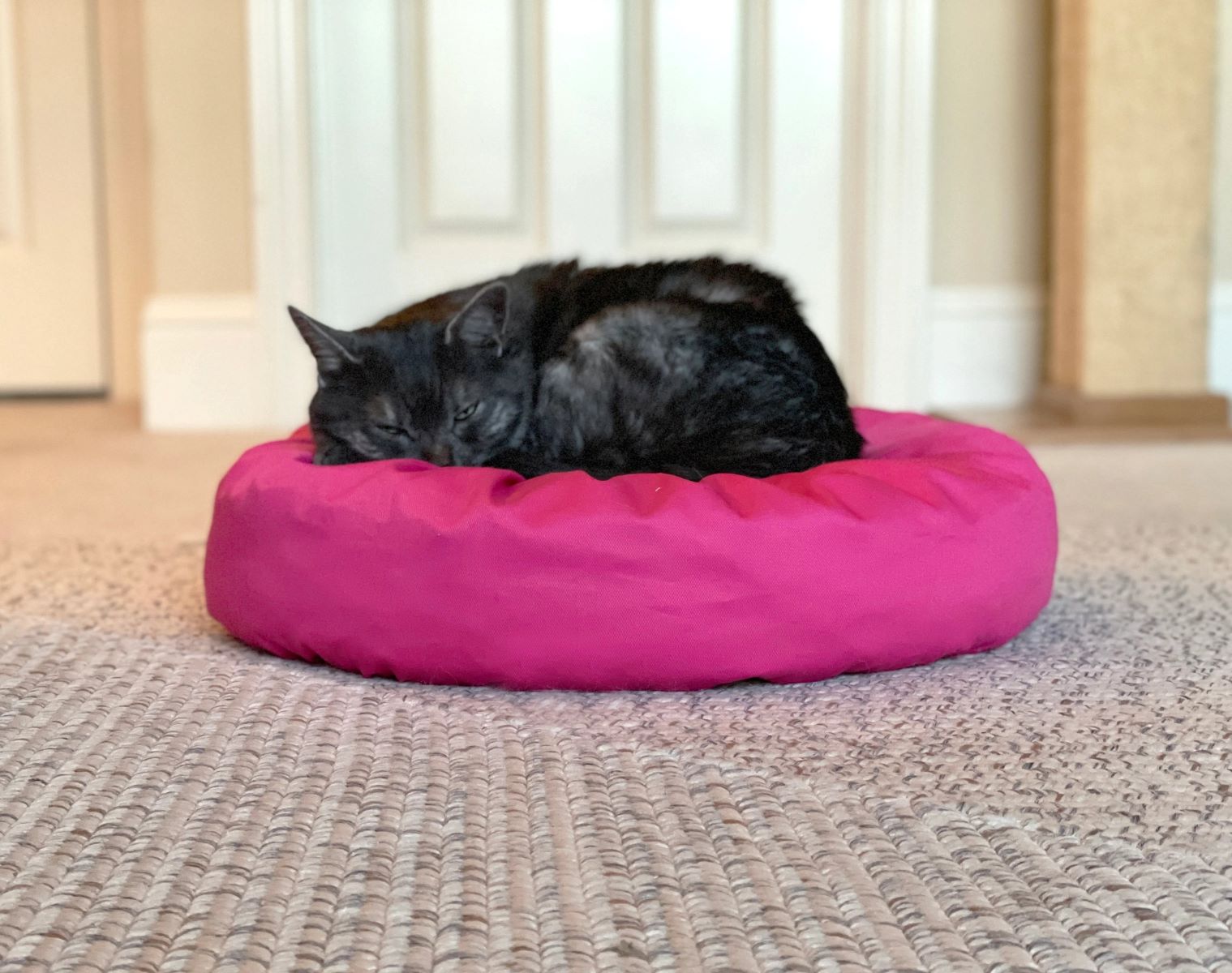 How To Clean Cat Pee From A Bean Bag Storables