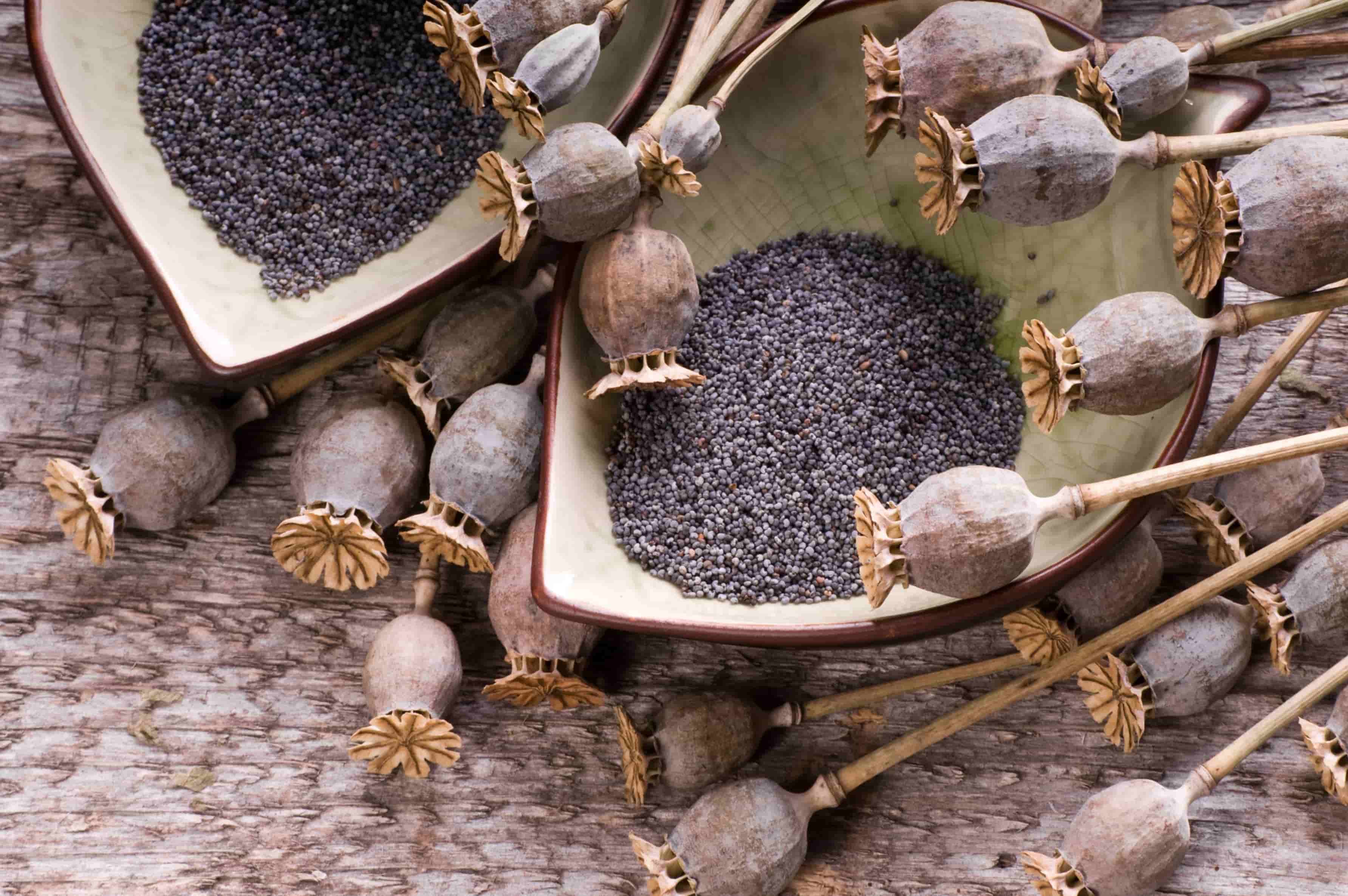 How To Use Poppy Seeds Storables