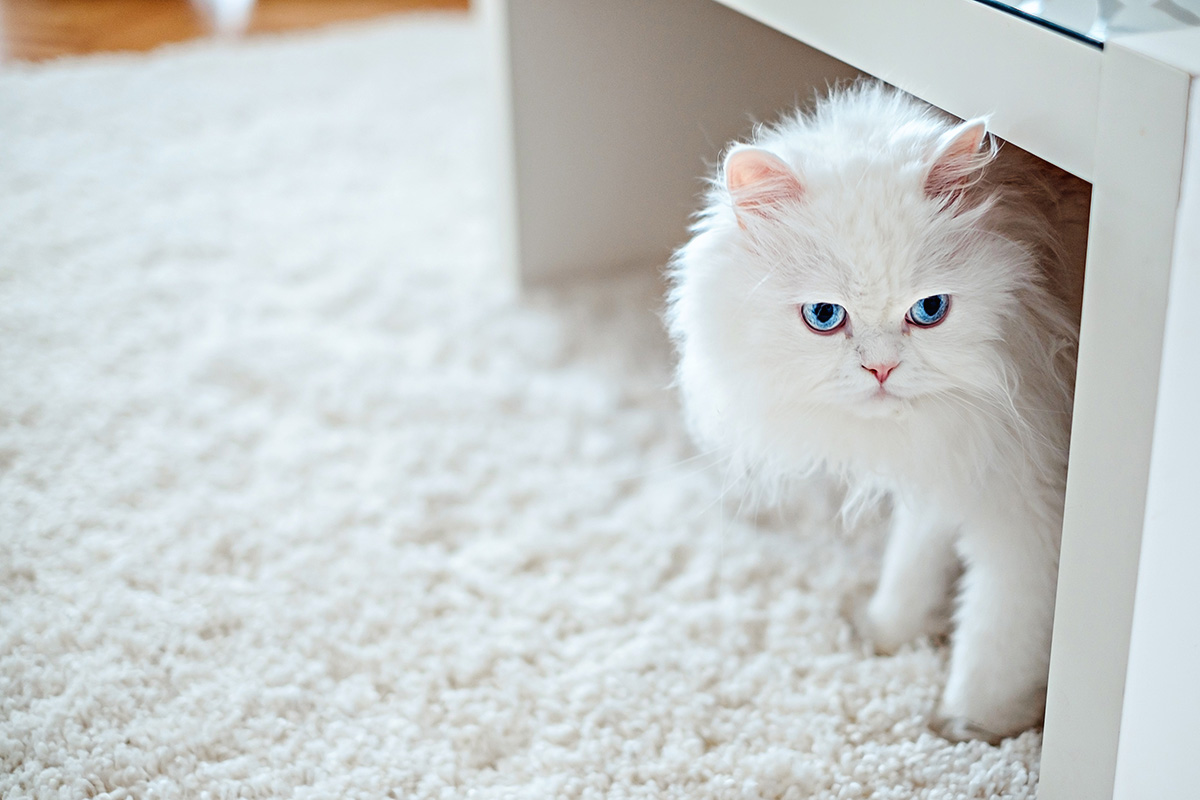 Why Does My Cat Keep Pooping On The Carpet Storables