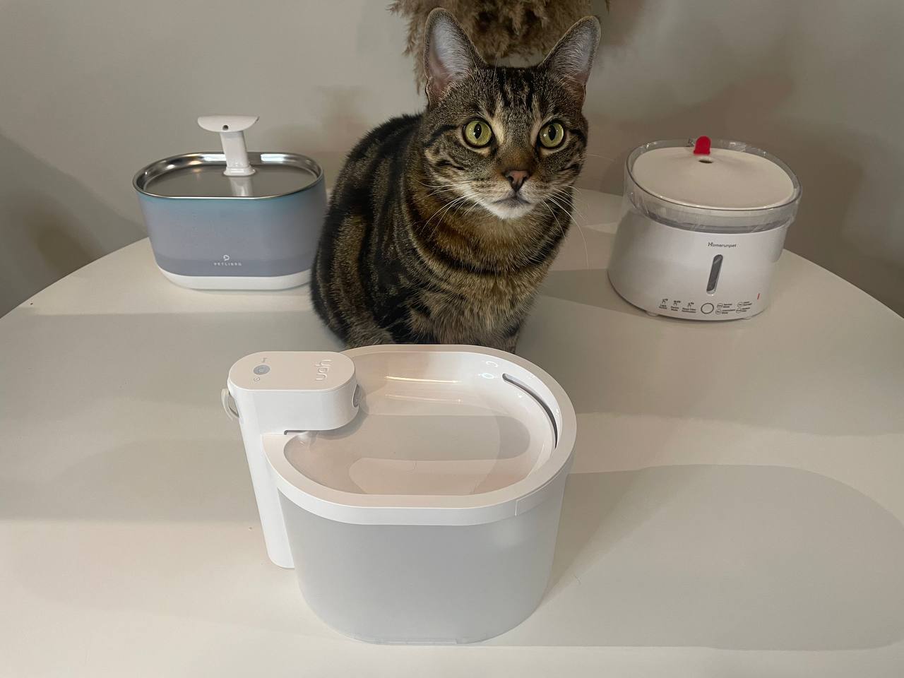 Why Does My Cat Water Fountain Foam Storables