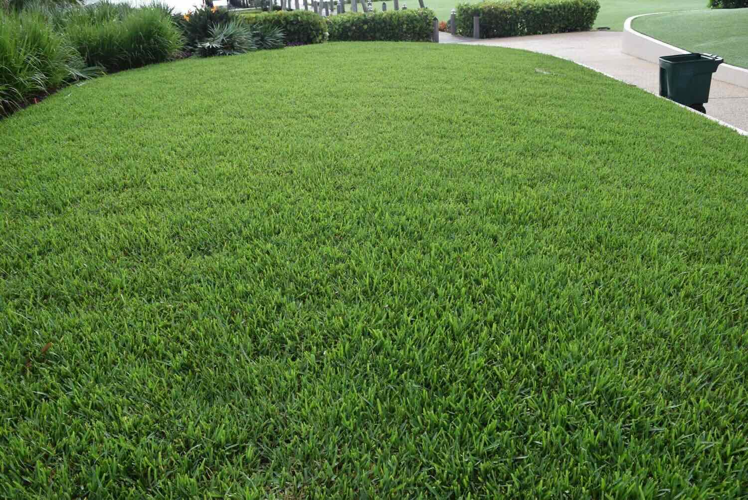 How To Fertilize St. Augustine Grass Storables