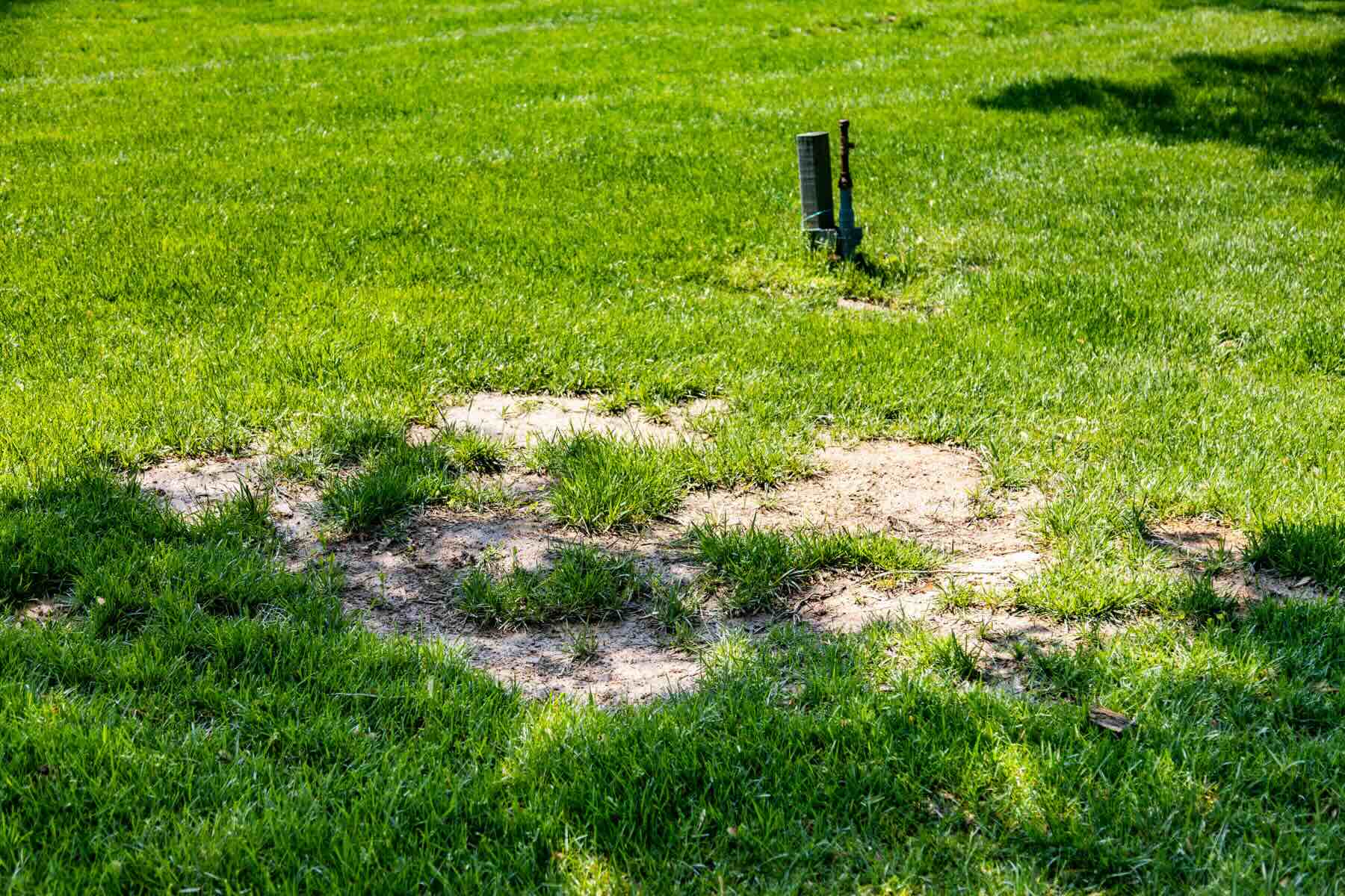 How To Fix Bare Spots In St.Augustine Grass Storables