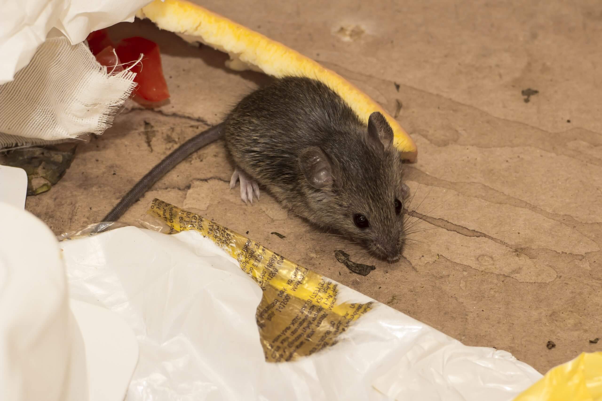 How Do Mice Get Into Basement Storables