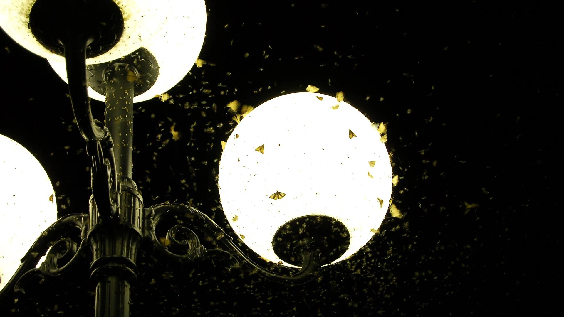 How To Get Rid Of Bugs Around Outdoor Lights Storables