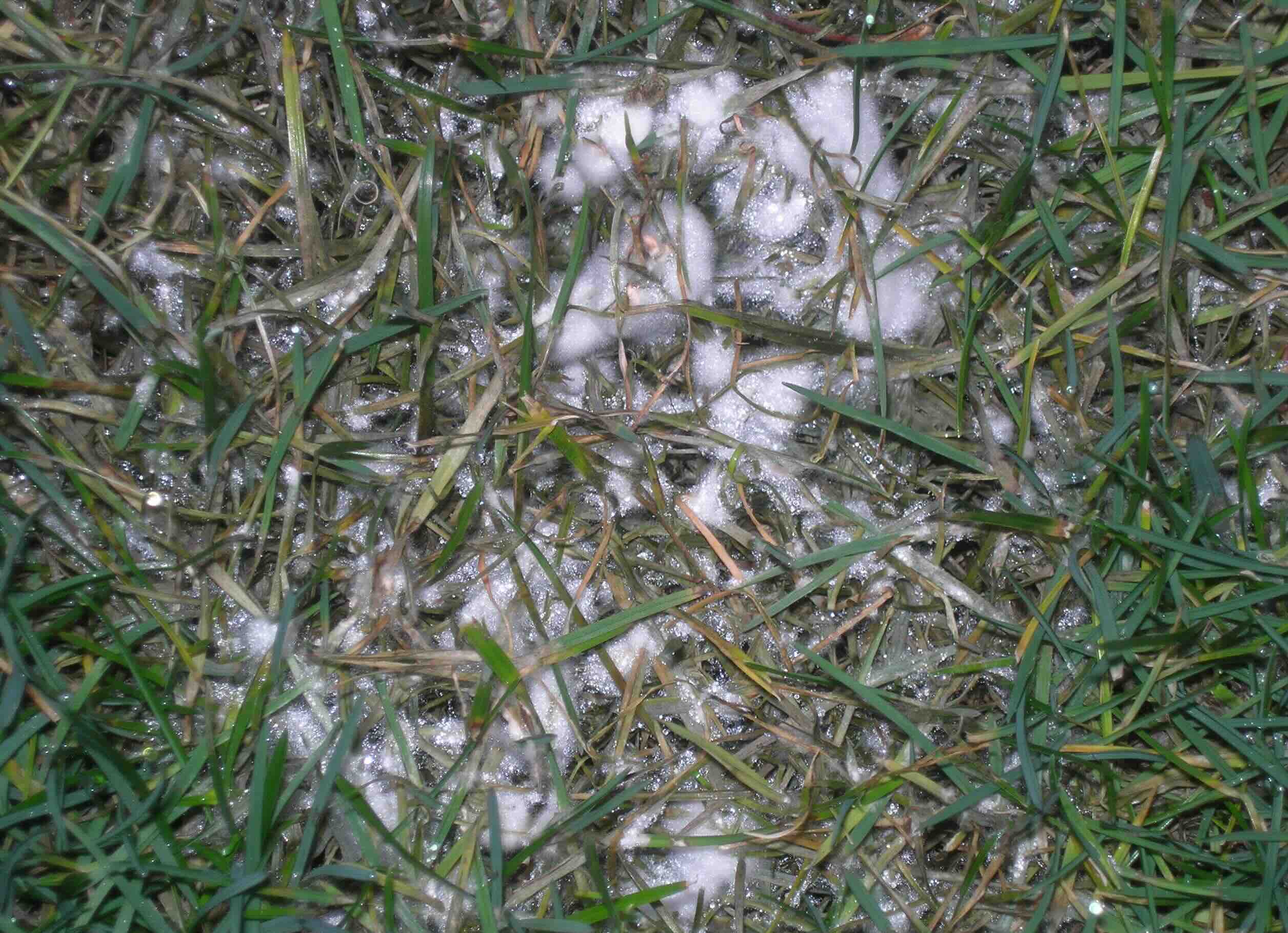 How To Get Rid Of Mold On Grass Storables