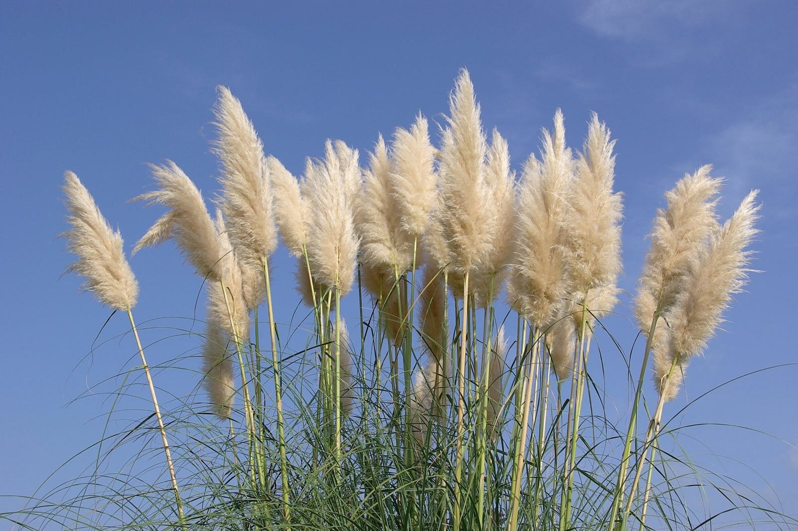 How To Get Rid Of Pampas Grass Roots Storables