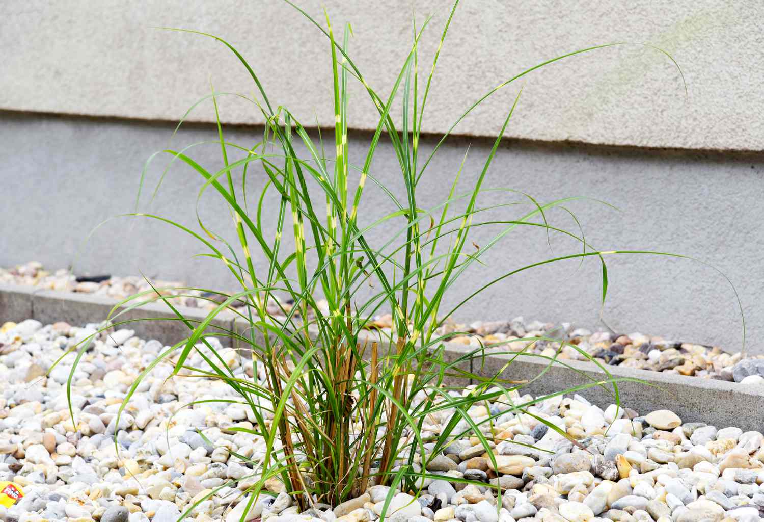 How To Get Rid Of Zebra Grass Storables