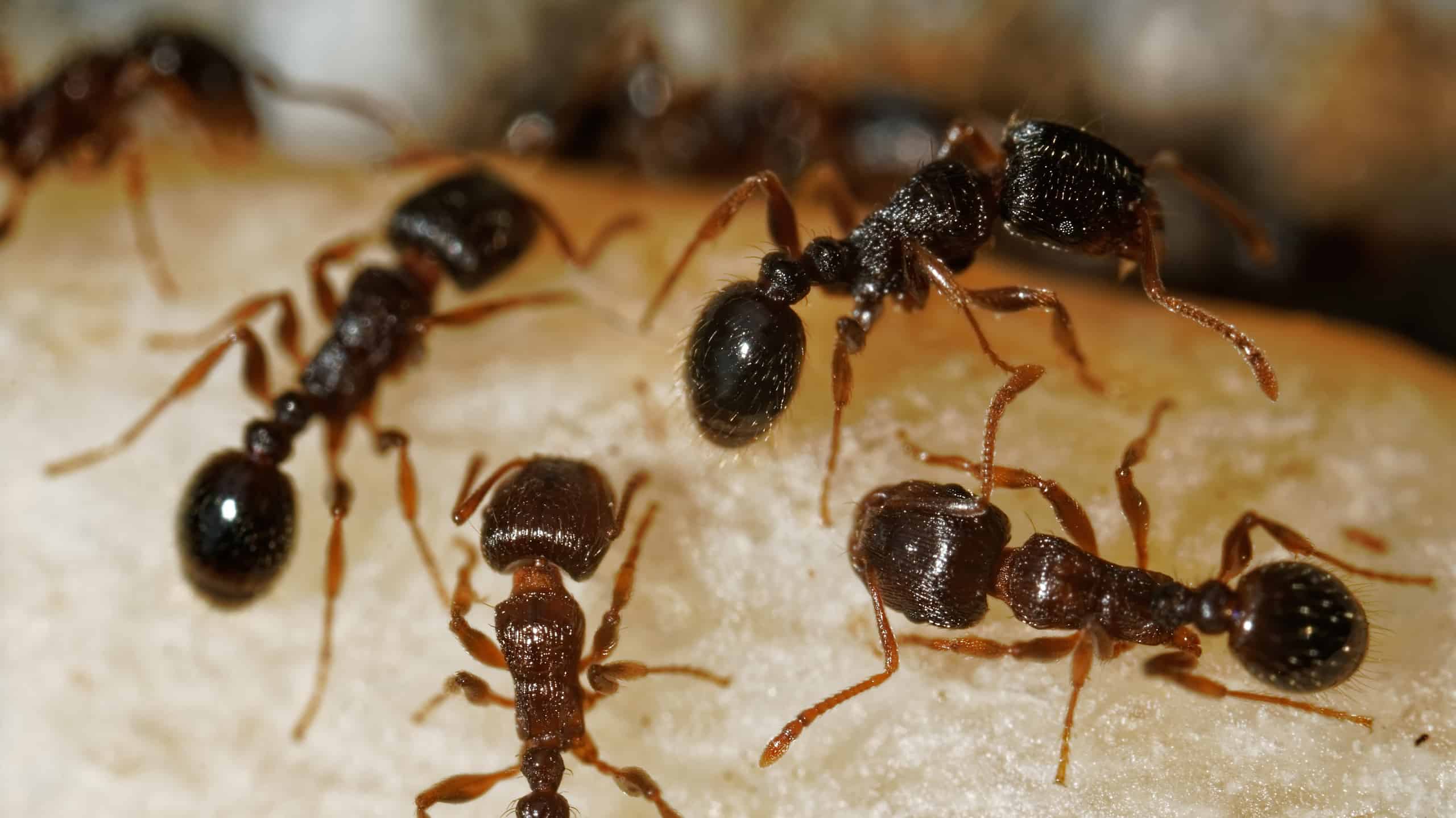 How To Keep Ants Out Of Trash Can Storables