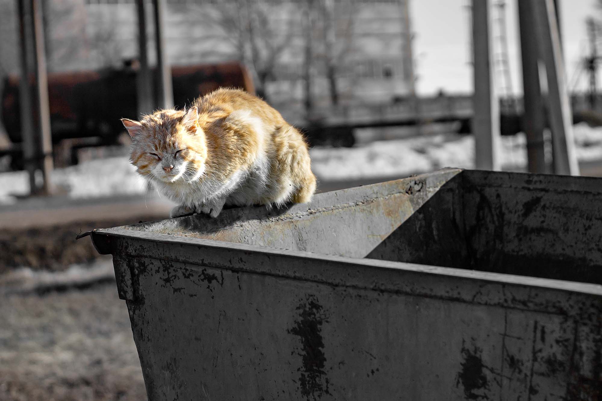 How To Keep Bugs Out Of Trash Can Storables