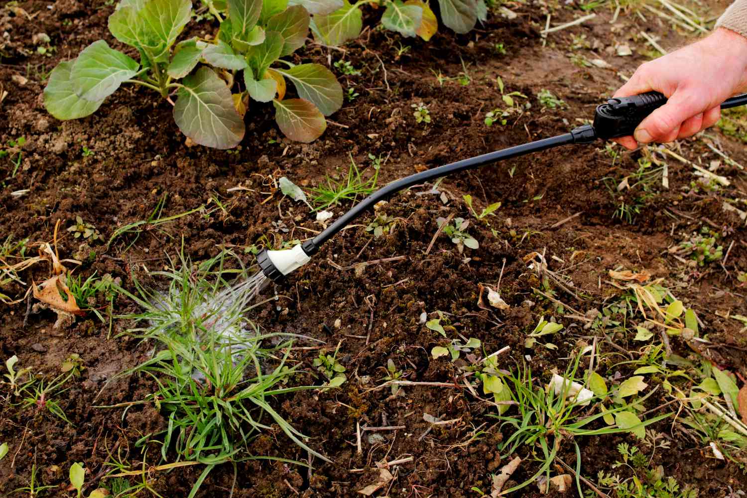 How To Kill Grass With Vinegar Storables