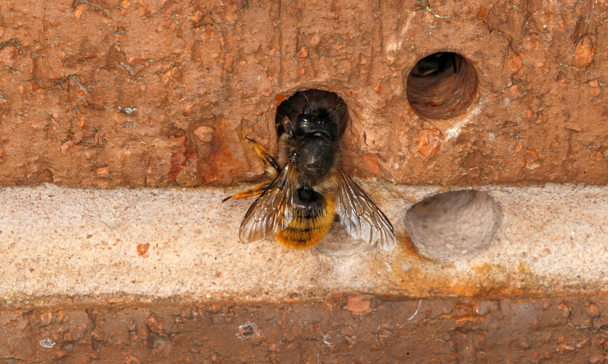 How To Remove Bees From A Brick Wall Storables