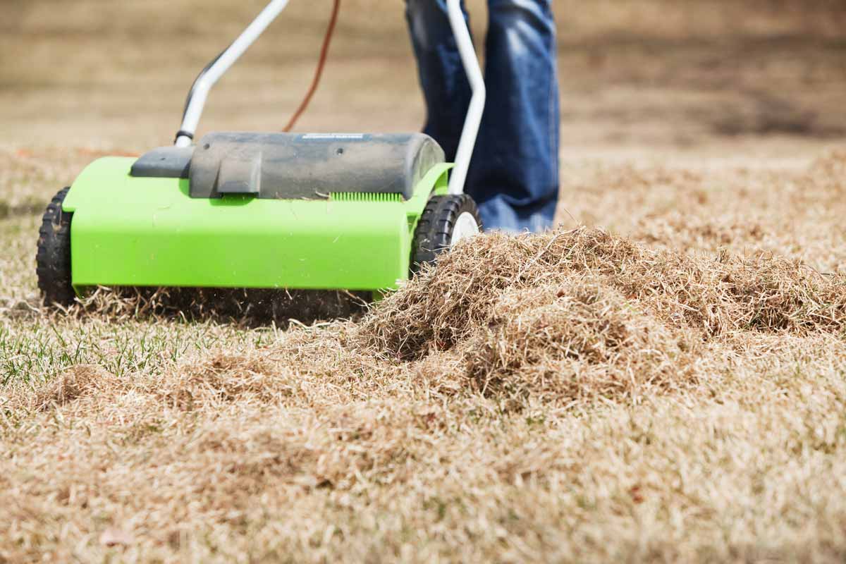 How To Remove Moss From Grass Storables